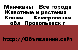 Манчкины - Все города Животные и растения » Кошки   . Кемеровская обл.,Прокопьевск г.